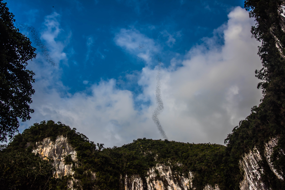 a swarm of millions of bats exits the mountainside like steam escaping a kettle